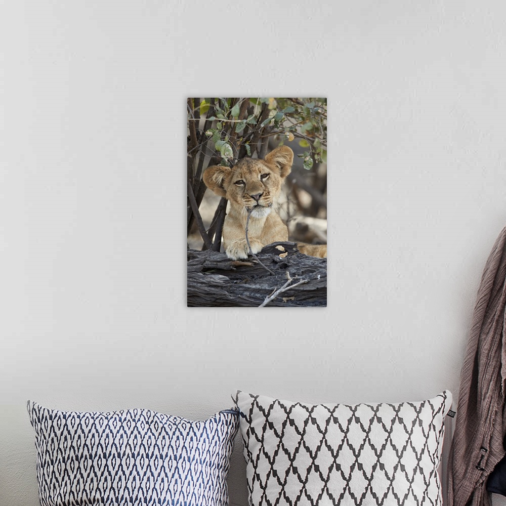A bohemian room featuring Lion cub playing with a branch, Selous Game Reserve, Tanzania