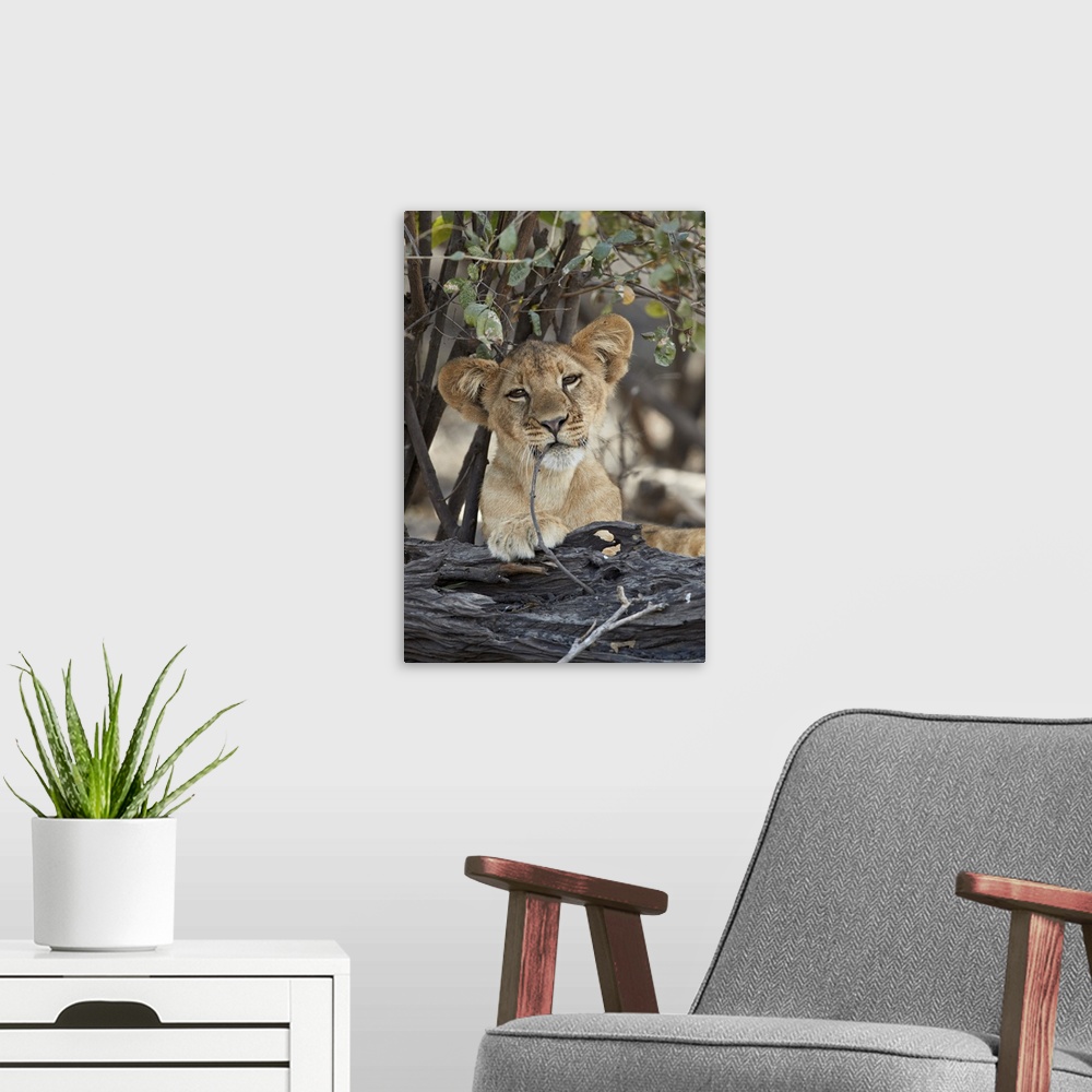 A modern room featuring Lion cub playing with a branch, Selous Game Reserve, Tanzania