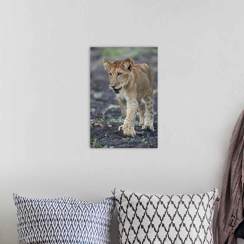 A bohemian room featuring Lion cub, Selous Game Reserve, Tanzania