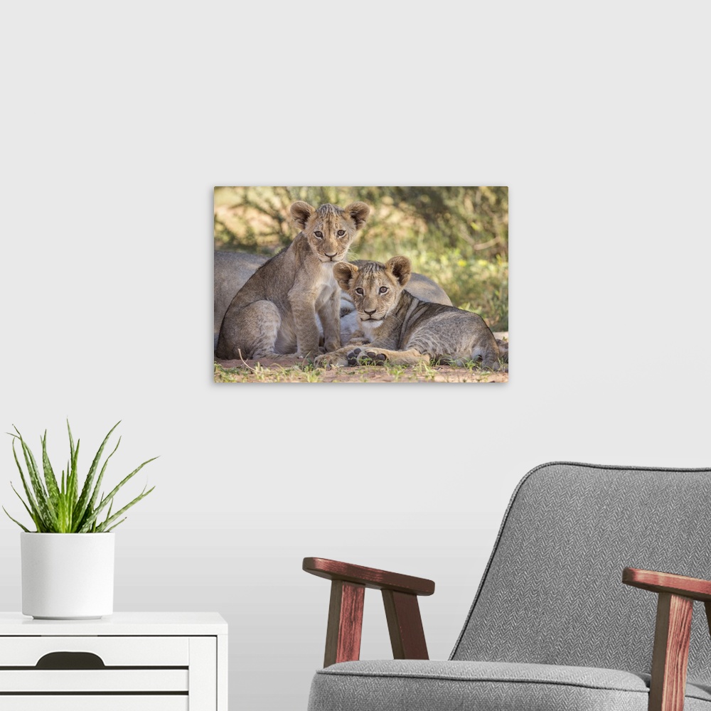 A modern room featuring Lion cubs (Panthera leo), Kgalagadi Transfrontier Park, Northern Cape, South Africa, Africa
