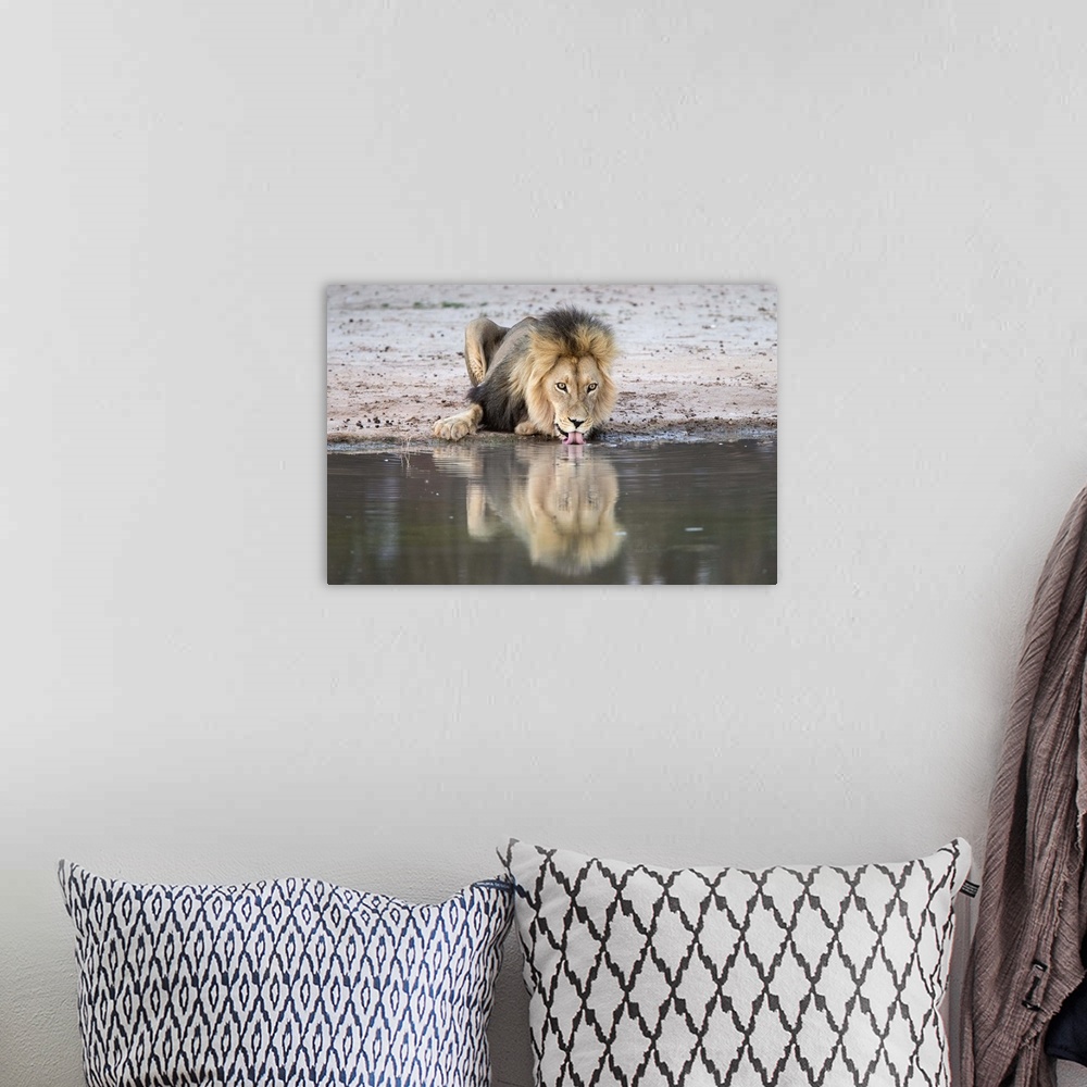 A bohemian room featuring Lion (Panthera leo) drinking, Kgalagadi Transfrontier Park, South Africa, Africa.