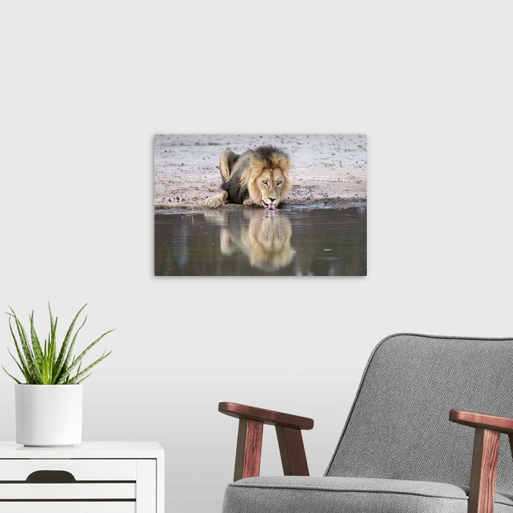 A modern room featuring Lion (Panthera leo) drinking, Kgalagadi Transfrontier Park, South Africa, Africa.