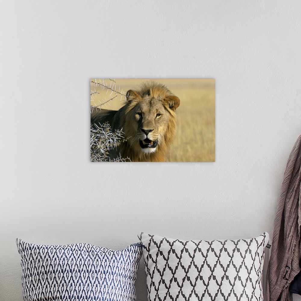 A bohemian room featuring Lion, Etosha, Namibia, Africa