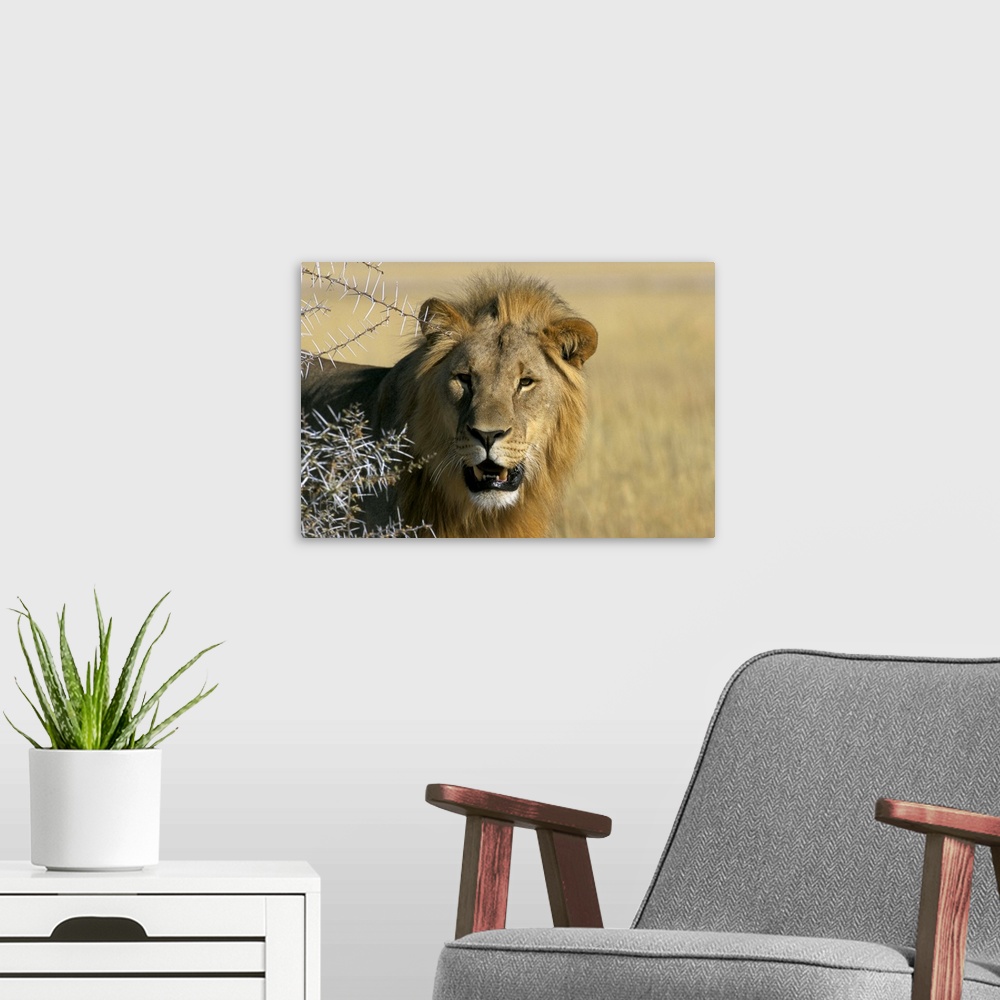 A modern room featuring Lion, Etosha, Namibia, Africa