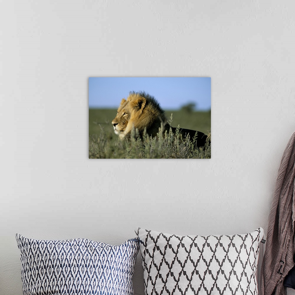 A bohemian room featuring Lion, Kalahari Gemsbok Park, South Africa, Africa