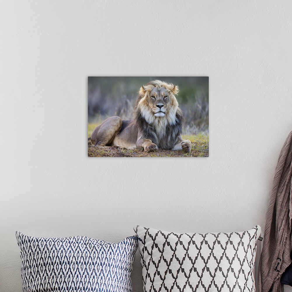 A bohemian room featuring Lion (Panthera leo), Kgalagadi Transfrontier Park, Northern Cape, South Africa, Africa