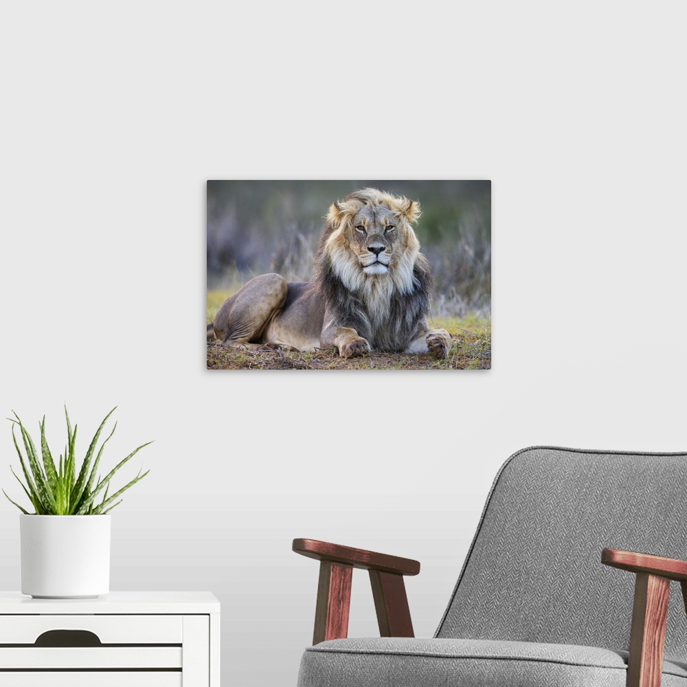 A modern room featuring Lion (Panthera leo), Kgalagadi Transfrontier Park, Northern Cape, South Africa, Africa