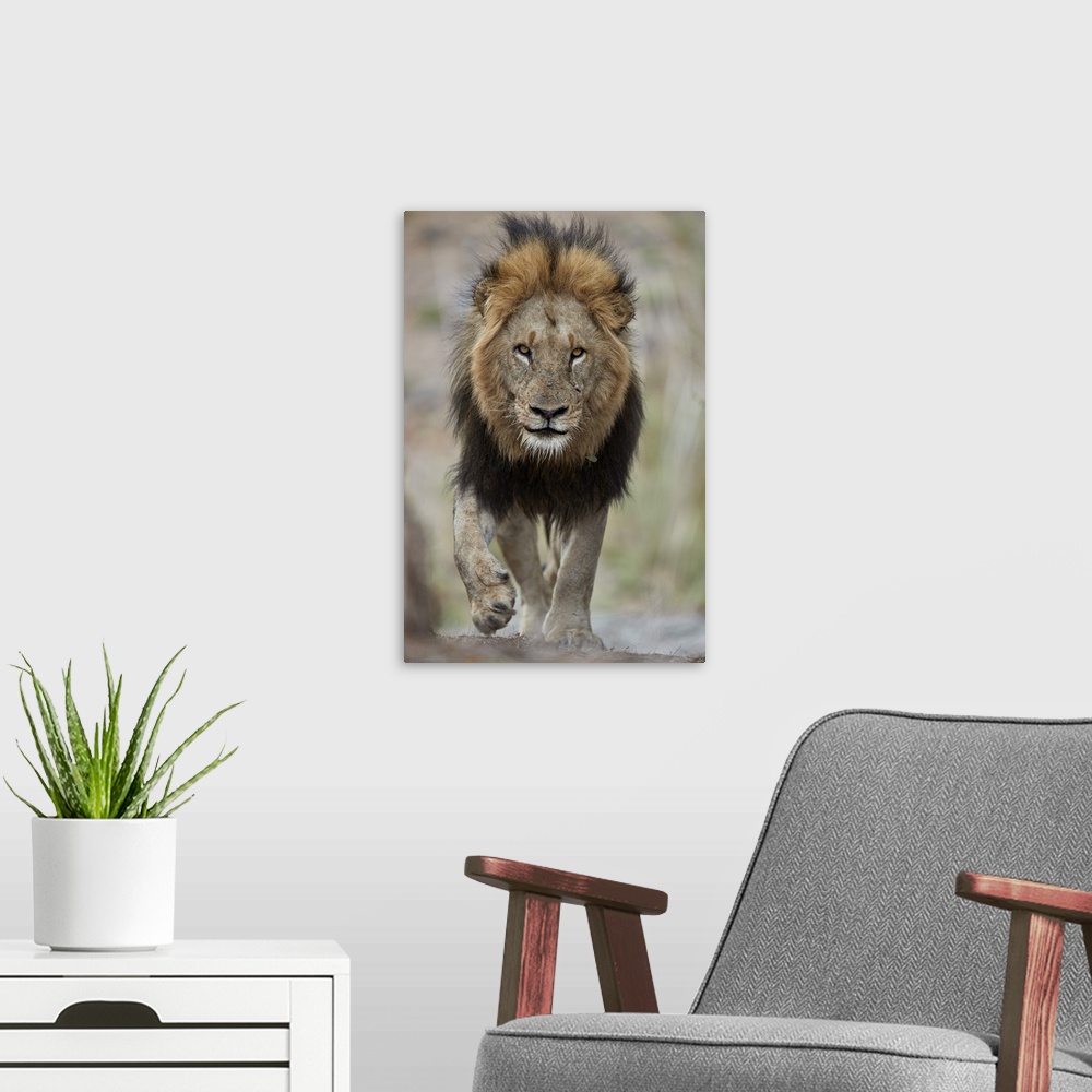 A modern room featuring Lion, Kruger National Park