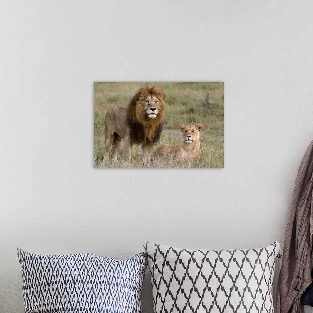 A bohemian room featuring Lion pair, Masai Mara National Reserve, Kenya, East Africa, Africa