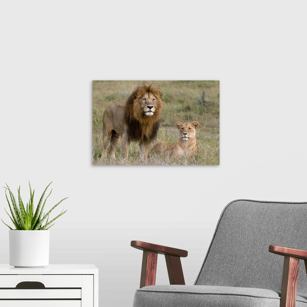 A modern room featuring Lion pair, Masai Mara National Reserve, Kenya, East Africa, Africa
