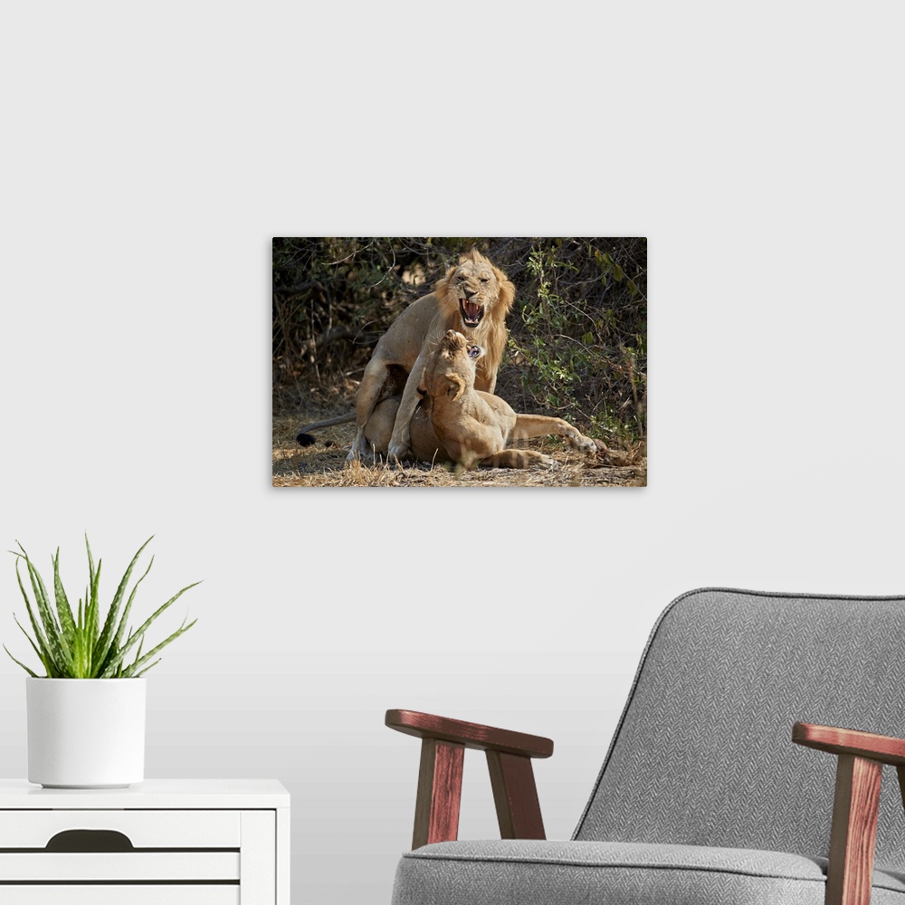 A modern room featuring Lion pair mating, Ruaha National Park, Tanzania