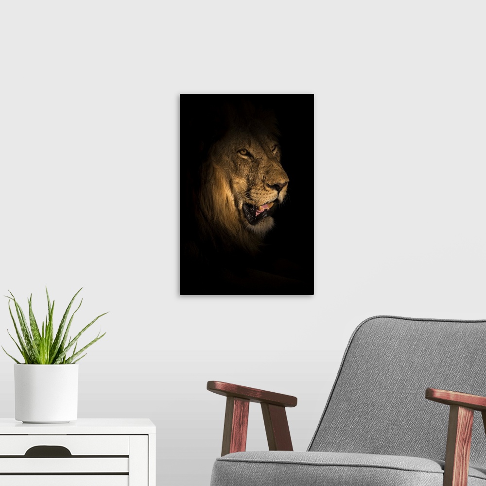 A modern room featuring Lion (Panthera leo) at night, Elephant Plains, Sabi Sand Game Reserve, South Africa, Africa