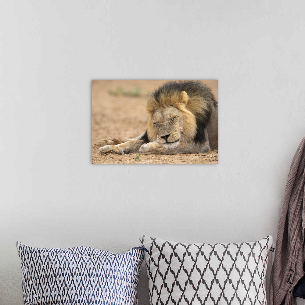 A bohemian room featuring Lion (Panthera leo) sleeping, Kgalagadi Transfrontier Park, South Africa, Africa