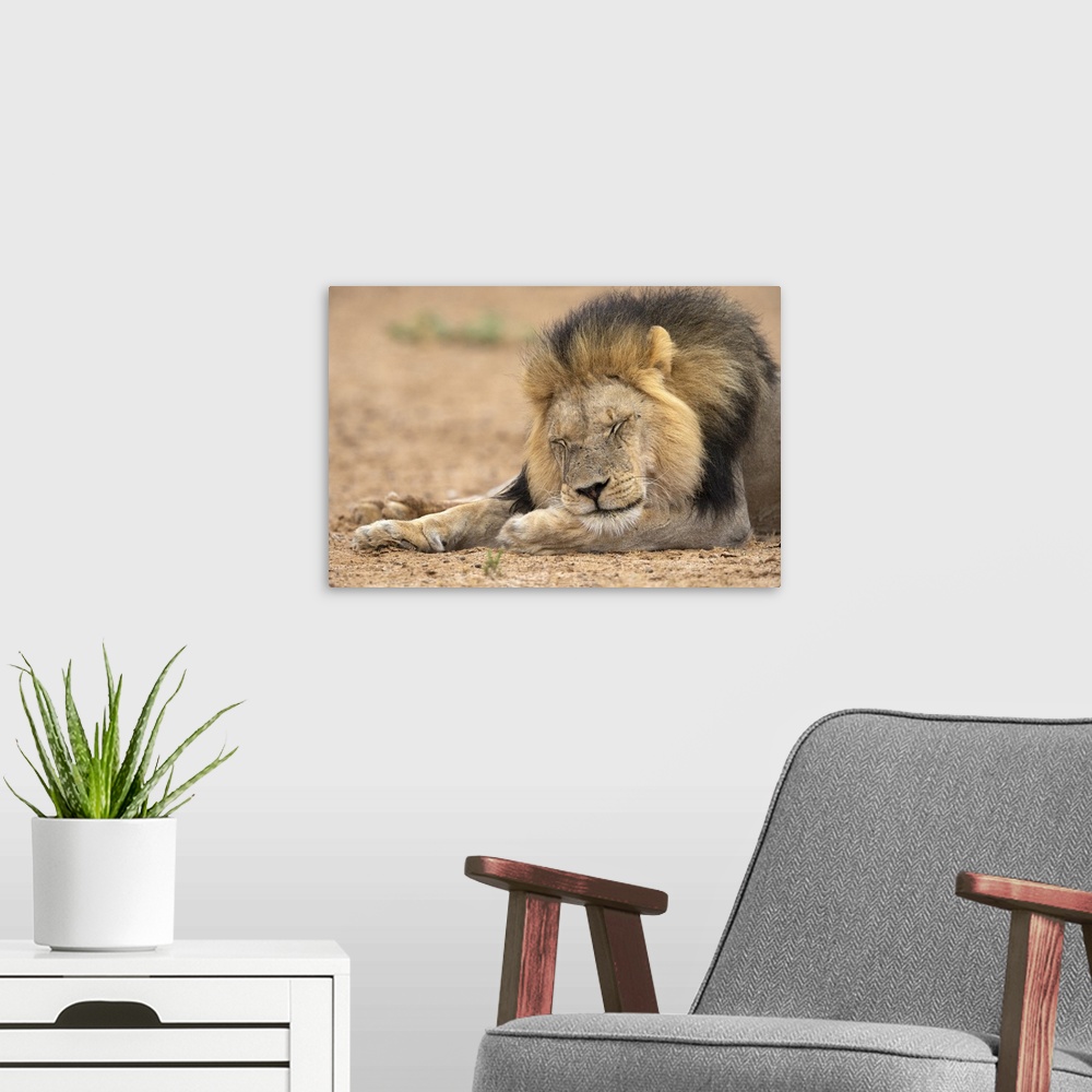 A modern room featuring Lion (Panthera leo) sleeping, Kgalagadi Transfrontier Park, South Africa, Africa