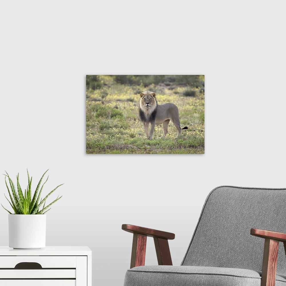 A modern room featuring Lion standing among yellow wild flowers, Northern Cape, South Africa
