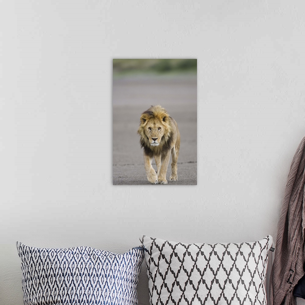 A bohemian room featuring Lion walking towards camera, Serengeti National Park, Tanzania, Africa