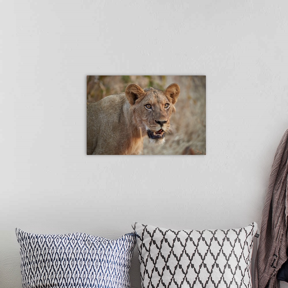 A bohemian room featuring Lion, young male, Ruaha National Park, Tanzania