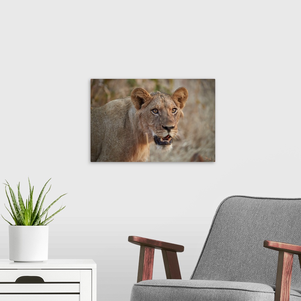 A modern room featuring Lion, young male, Ruaha National Park, Tanzania
