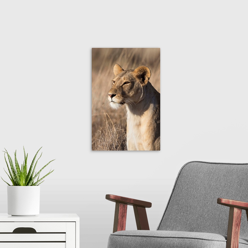 A modern room featuring Lioness, Lewa Wildlife Conservancy, Laikipia, Kenya, East Africa, Africa
