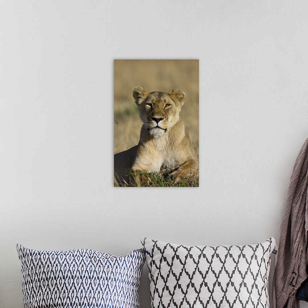 A bohemian room featuring Lioness, Masai Mara National Reserve, Kenya, Africa