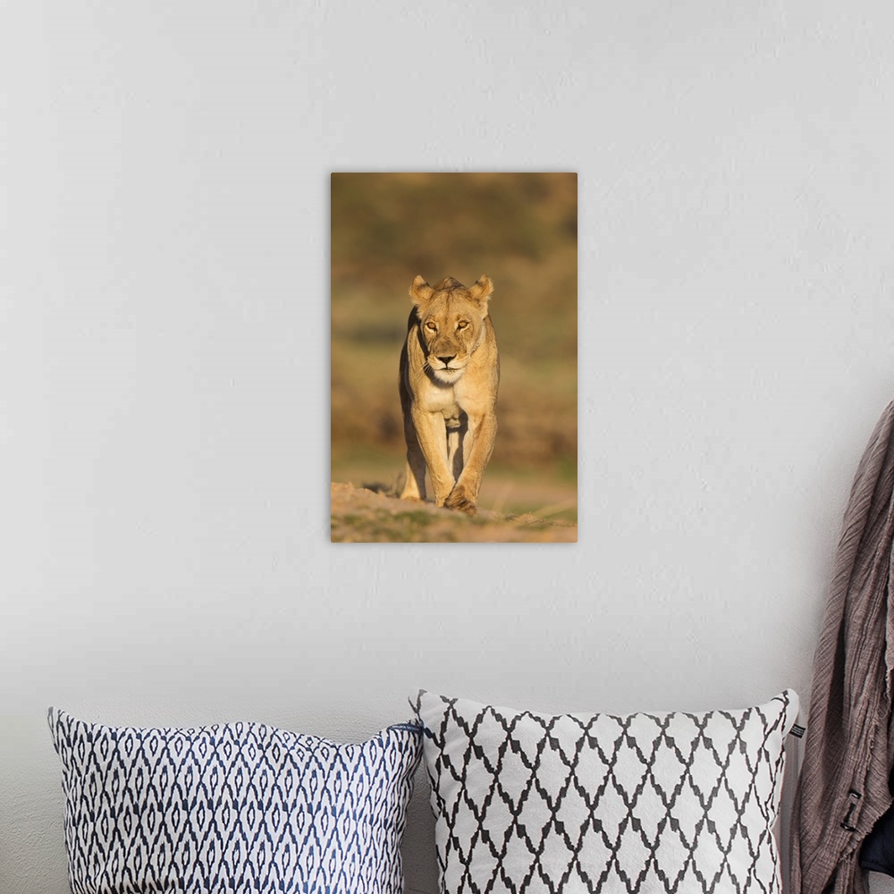 A bohemian room featuring Lioness (Panthera leo) in the Kalahari, Kgalagadi Transfrontier Park, Northern Cape, South Africa...