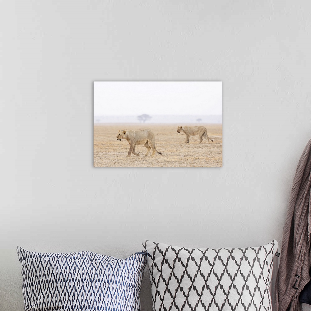 A bohemian room featuring Lions (Panthera leo), Amboseli National Park, Kenya, East Africa, Africa