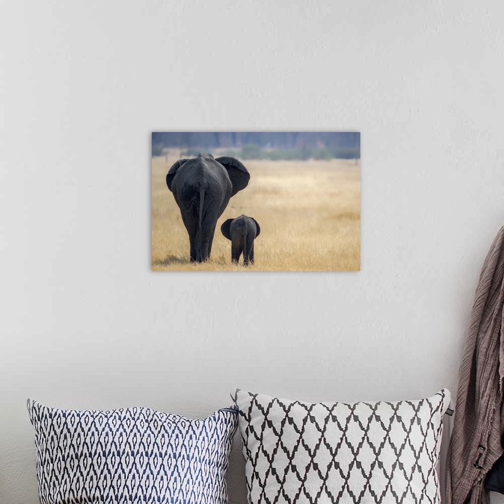 A bohemian room featuring Little and Large, elephant calf and mother, Hwange National Park, Zimbabwe, Africa