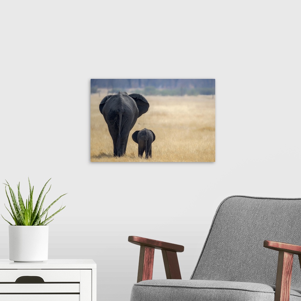 A modern room featuring Little and Large, elephant calf and mother, Hwange National Park, Zimbabwe, Africa