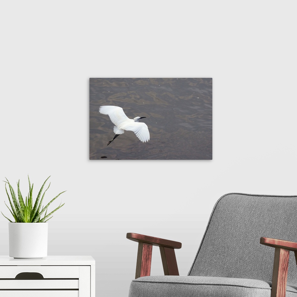A modern room featuring Little egret flying low over the Tamsui River estuary, Tamsui, Taiwan