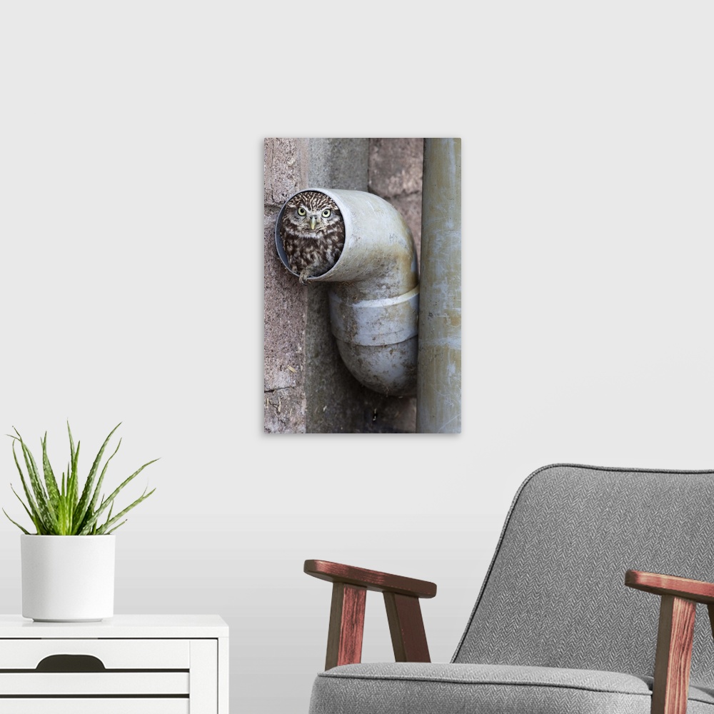 A modern room featuring Little owl (Athene noctua) in drainpipe, captive, UK