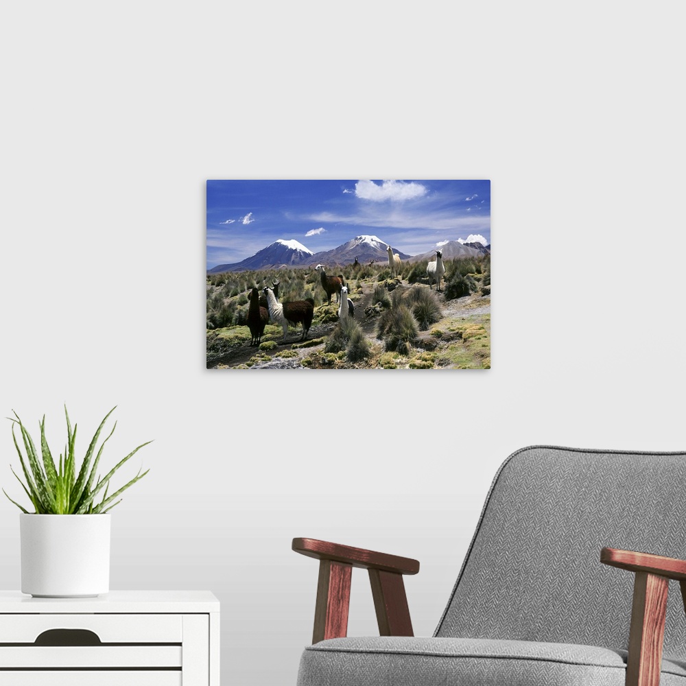 A modern room featuring Llamas in Sajama National Park the volcanoes of Parinacota and Pomerata, Bolivia
