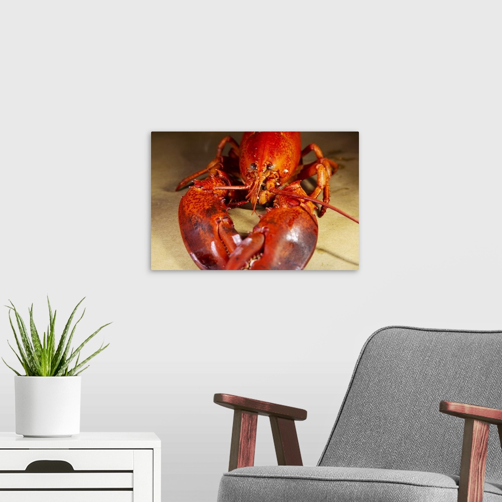 A modern room featuring A cooked, locally landed lobster boiled and served ready to eat in a lobster dinner at Chester, N...