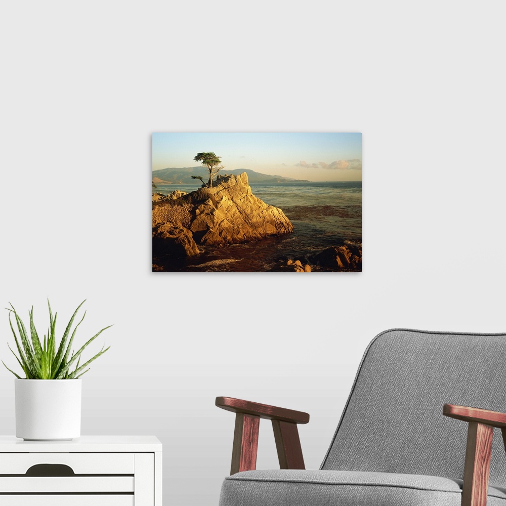 A modern room featuring Lone cypress tree on rocky outcrop at dusk, Carmel, California, USA