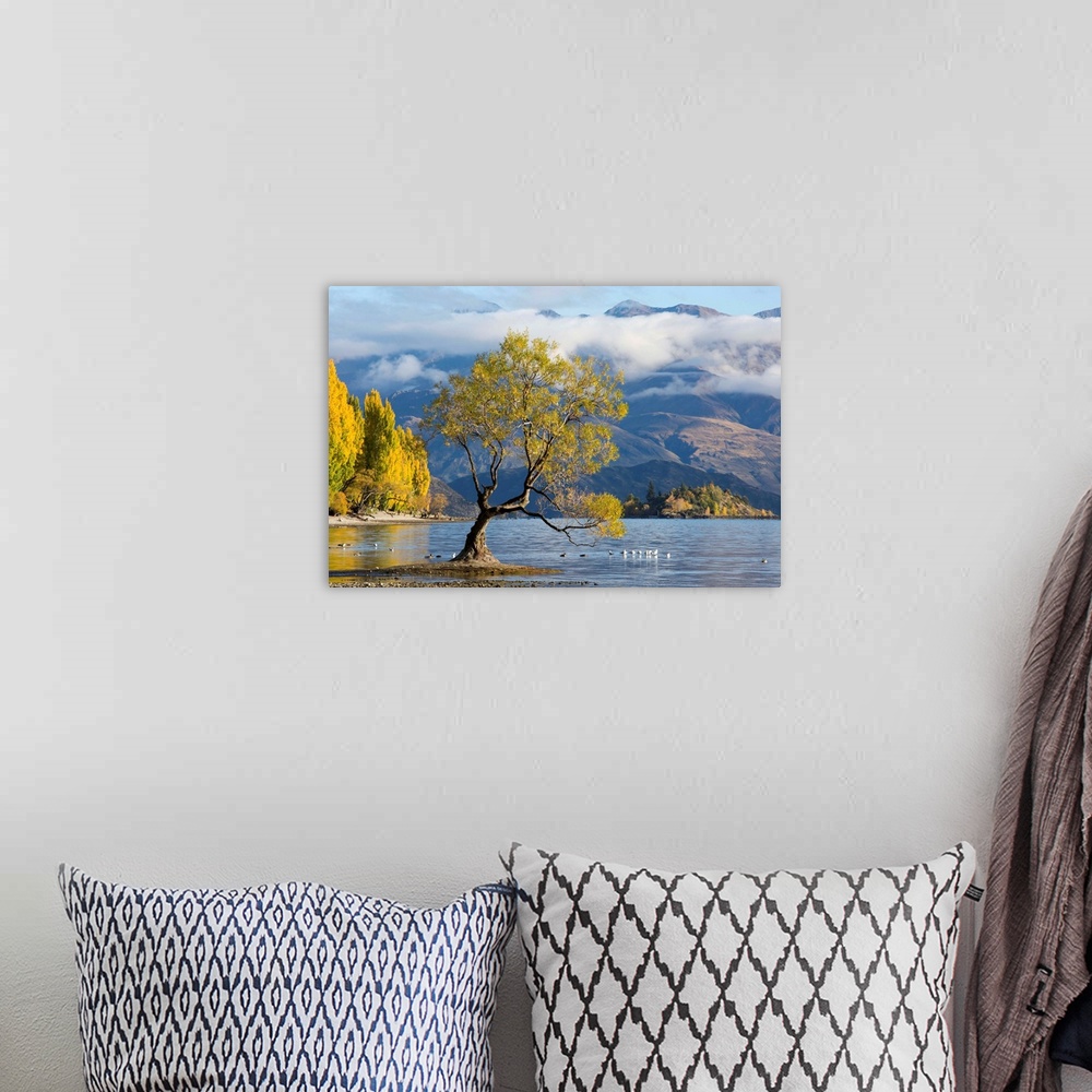 A bohemian room featuring Lone willow tree growing at the edge of Lake Wanaka, autumn, Roys Bay, Wanaka, Queenstown-Lakes d...
