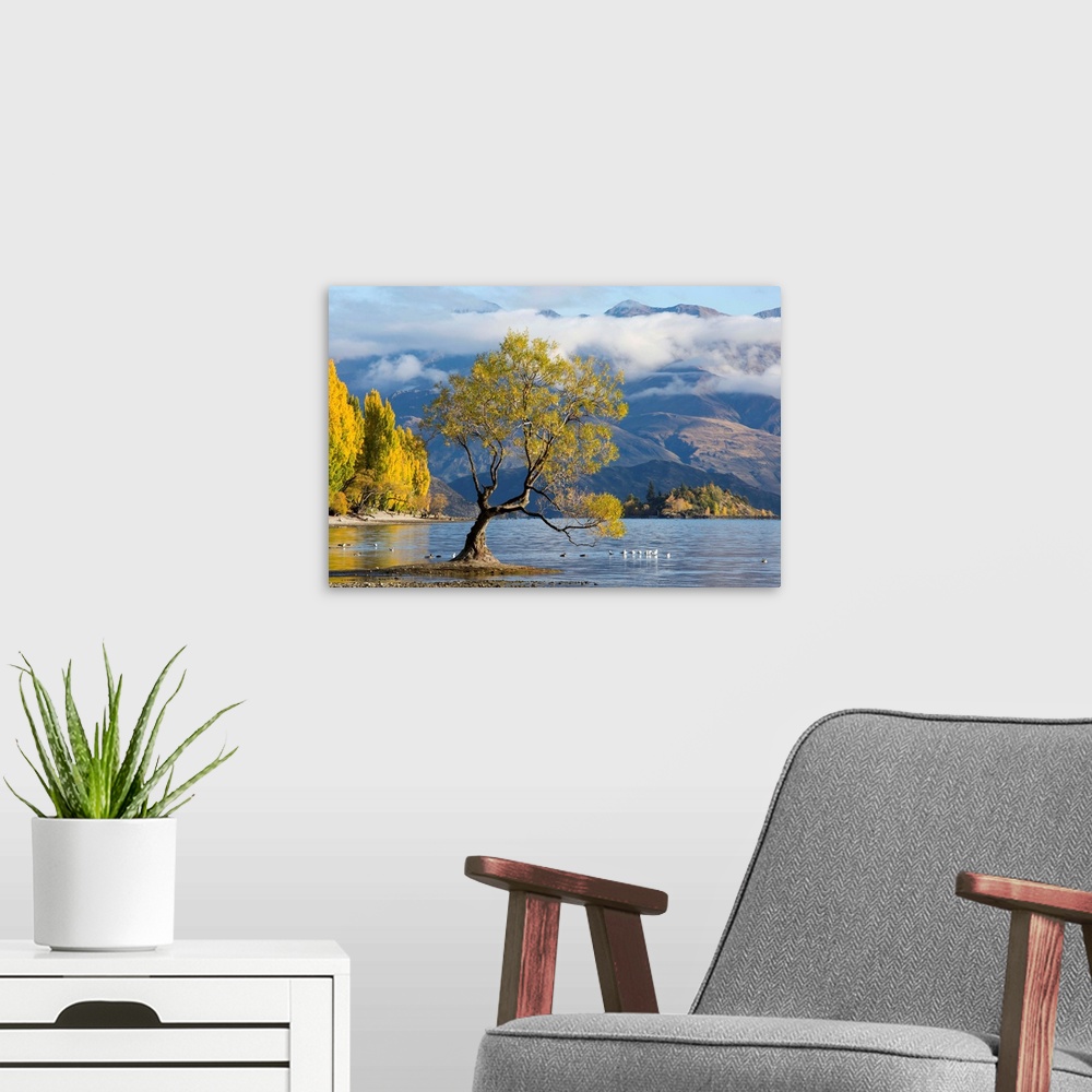 A modern room featuring Lone willow tree growing at the edge of Lake Wanaka, autumn, Roys Bay, Wanaka, Queenstown-Lakes d...