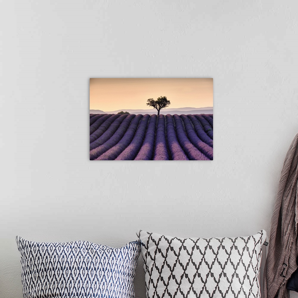 A bohemian room featuring Lonely tree on top of a lavender field at sunset, Valensole, Provence, France, Europe