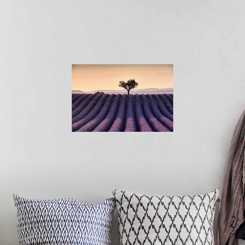 A bohemian room featuring Lonely tree on top of a lavender field at sunset, Valensole, Provence, France, Europe