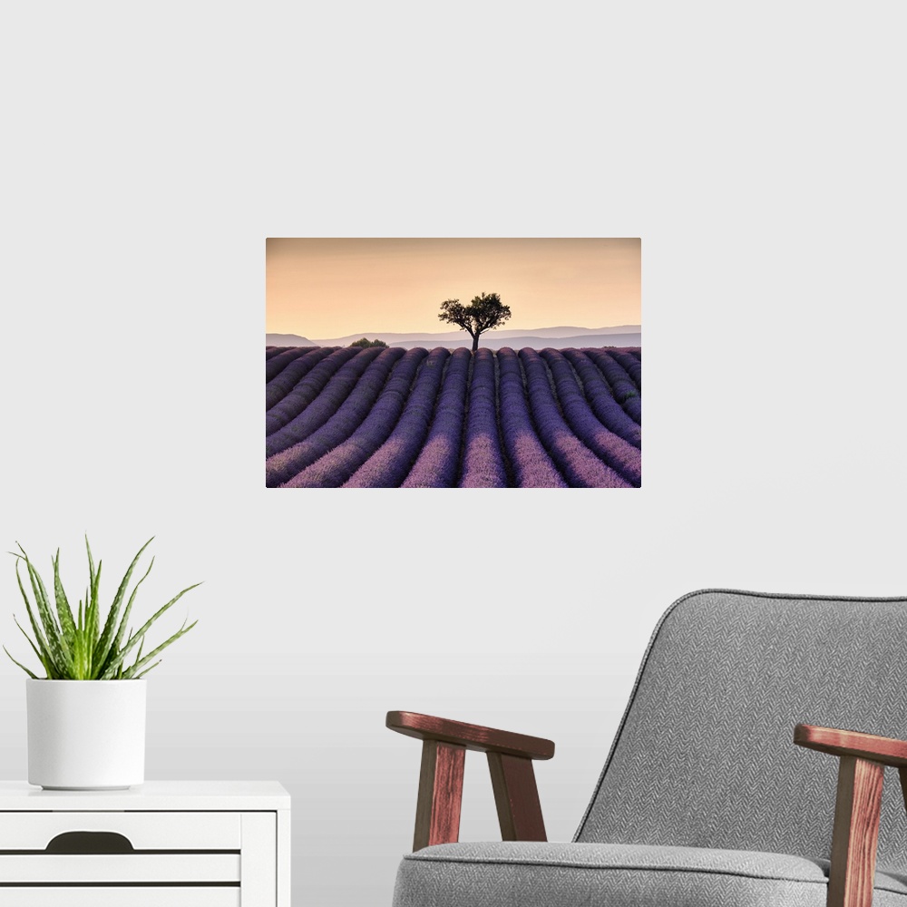 A modern room featuring Lonely tree on top of a lavender field at sunset, Valensole, Provence, France, Europe