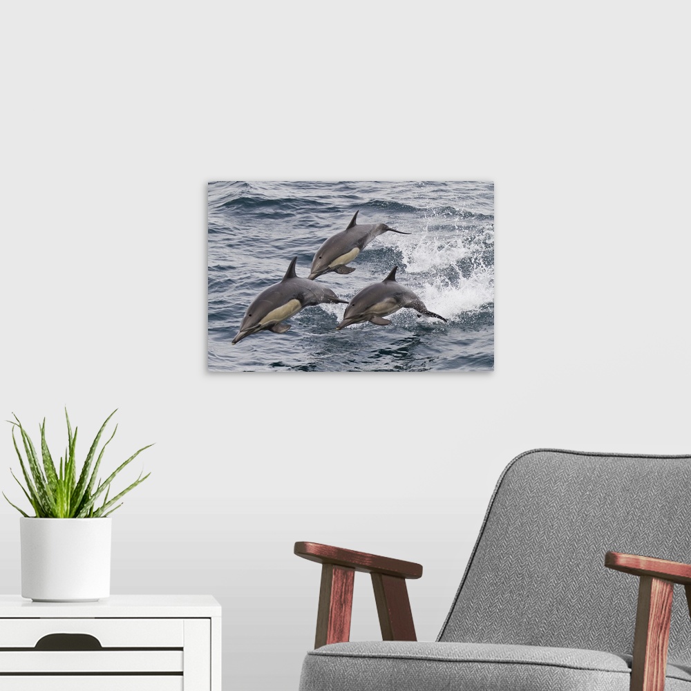 A modern room featuring Long-beaked common dolphin, Isla San Esteban, Baja California, Mexico