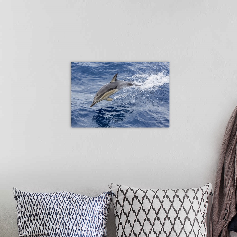 A bohemian room featuring Long-beaked common dolphin (Delphinus capensis) leaping near White Island, North Island, New Zeal...