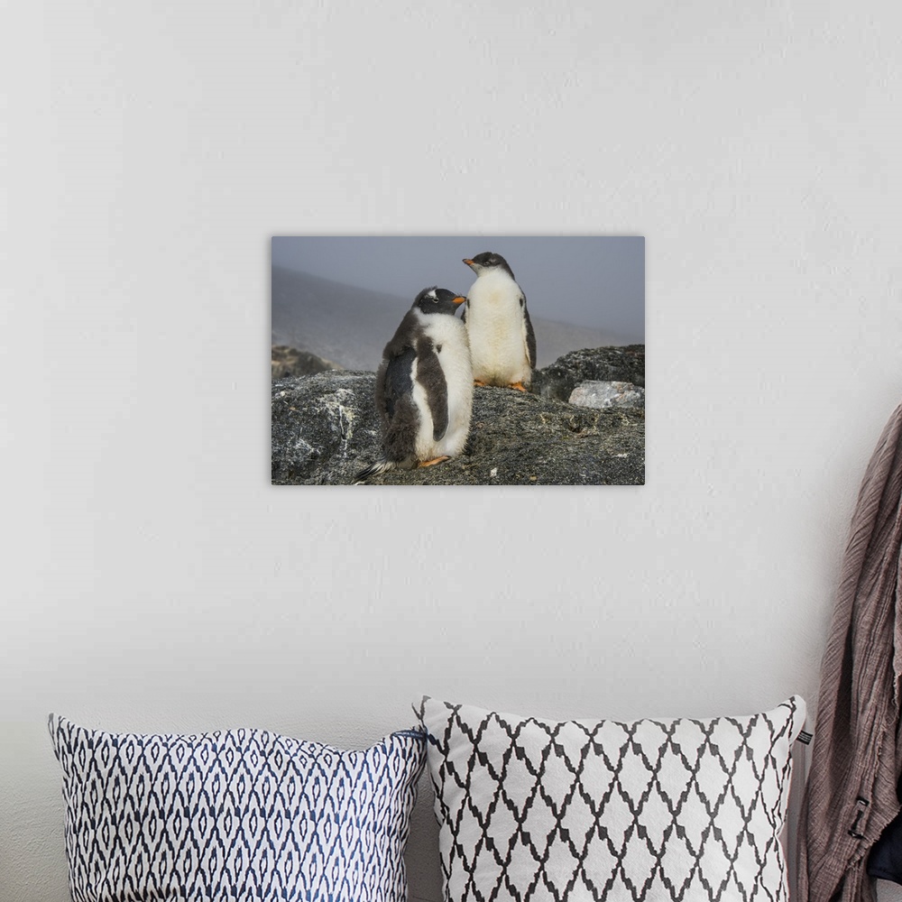 A bohemian room featuring Long-tailed gentoo penguins (Pygoscelis papua), Gourdin Island, Antarctica, Polar Regions