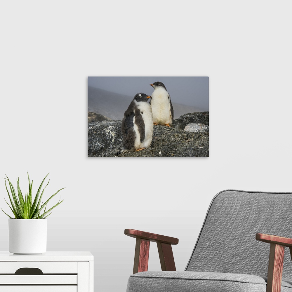 A modern room featuring Long-tailed gentoo penguins (Pygoscelis papua), Gourdin Island, Antarctica, Polar Regions