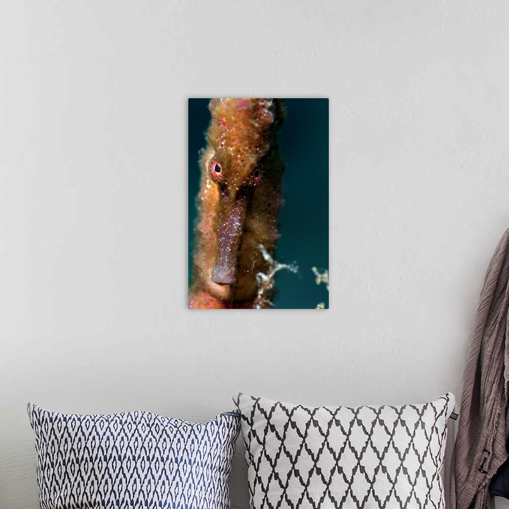 A bohemian room featuring Longsnout seahorse, Dominica, West Indies, Caribbean