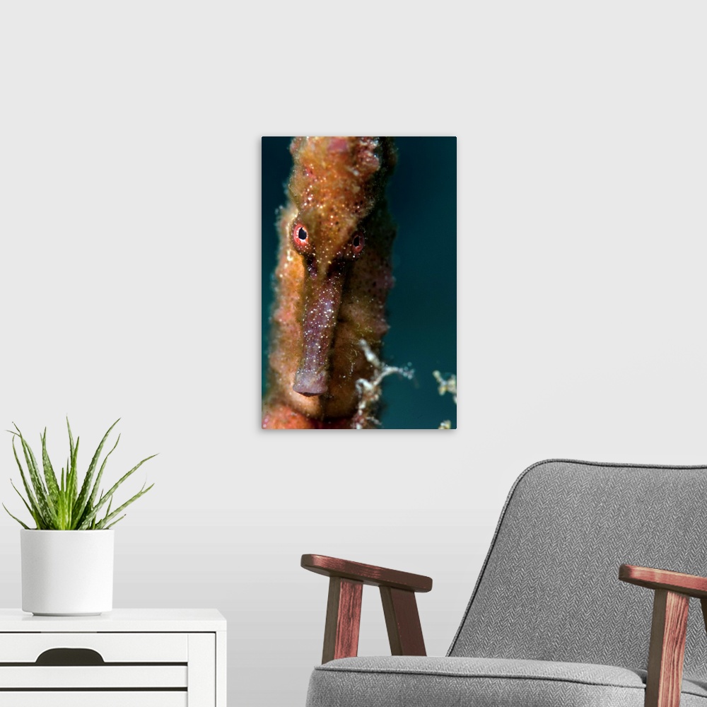 A modern room featuring Longsnout seahorse, Dominica, West Indies, Caribbean