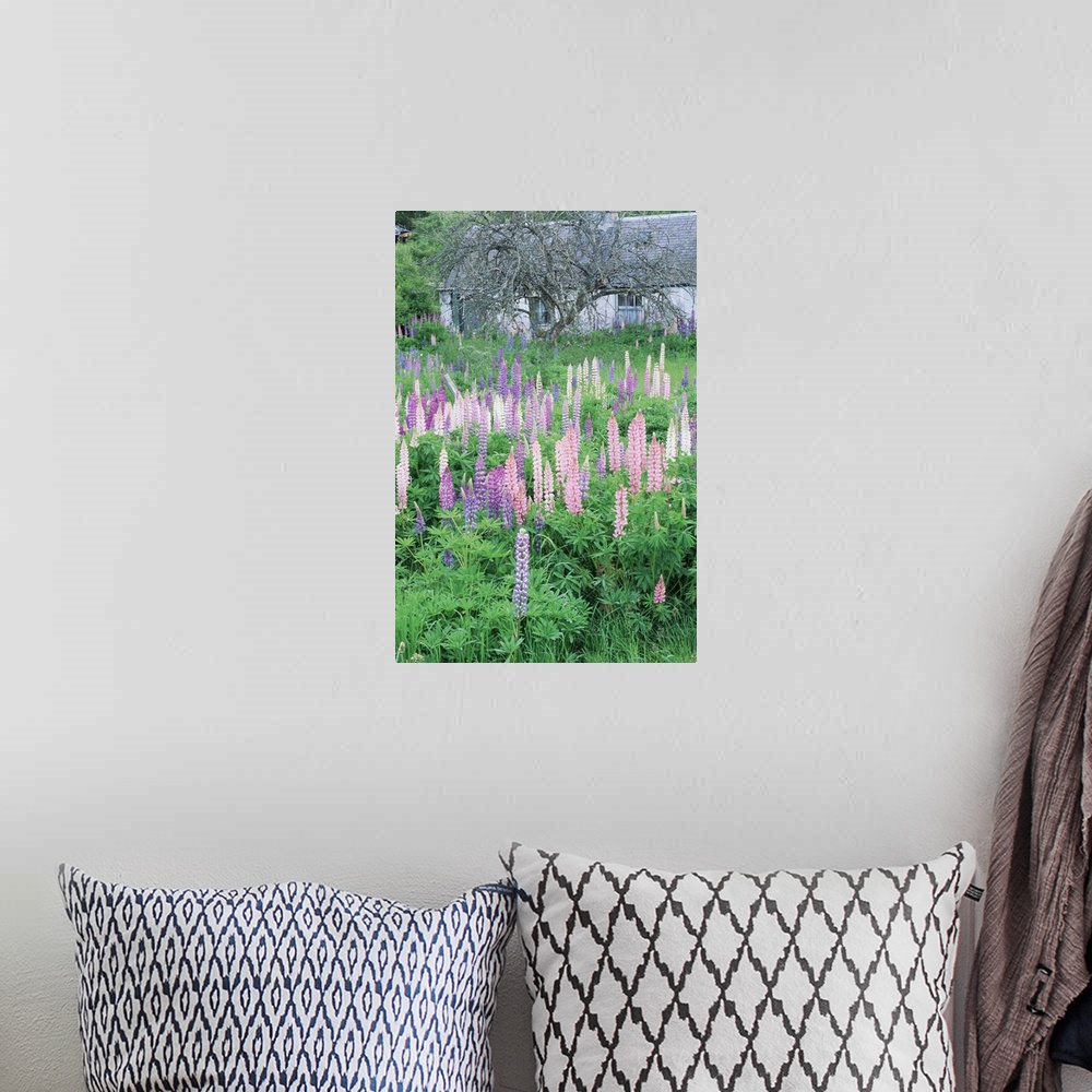 A bohemian room featuring Lupins in an old garden, Aviemore, Grampians, Scotland, United Kingdom, Europe