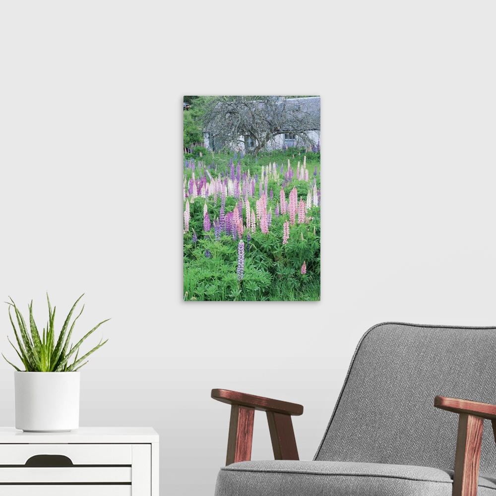 A modern room featuring Lupins in an old garden, Aviemore, Grampians, Scotland, United Kingdom, Europe
