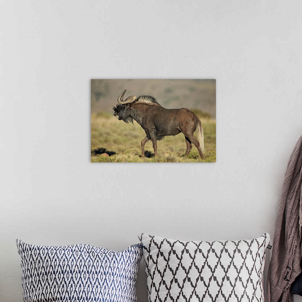 A bohemian room featuring Male black wildebeest (white-tailed gnu (Connochaetes gnou) calling, Mountain Zebra National Park...