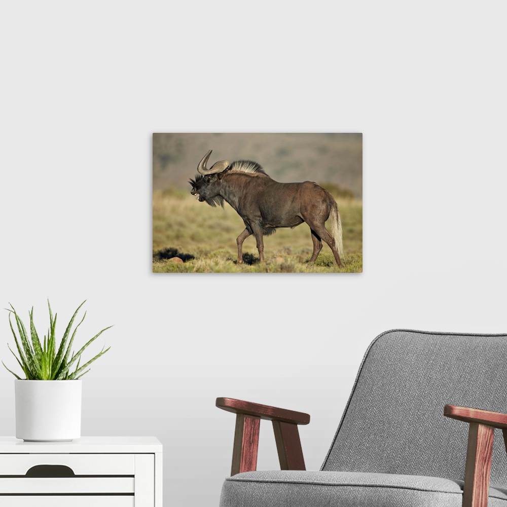 A modern room featuring Male black wildebeest (white-tailed gnu (Connochaetes gnou) calling, Mountain Zebra National Park...
