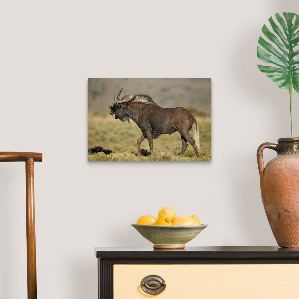 A traditional room featuring Male black wildebeest (white-tailed gnu (Connochaetes gnou) calling, Mountain Zebra National Park...