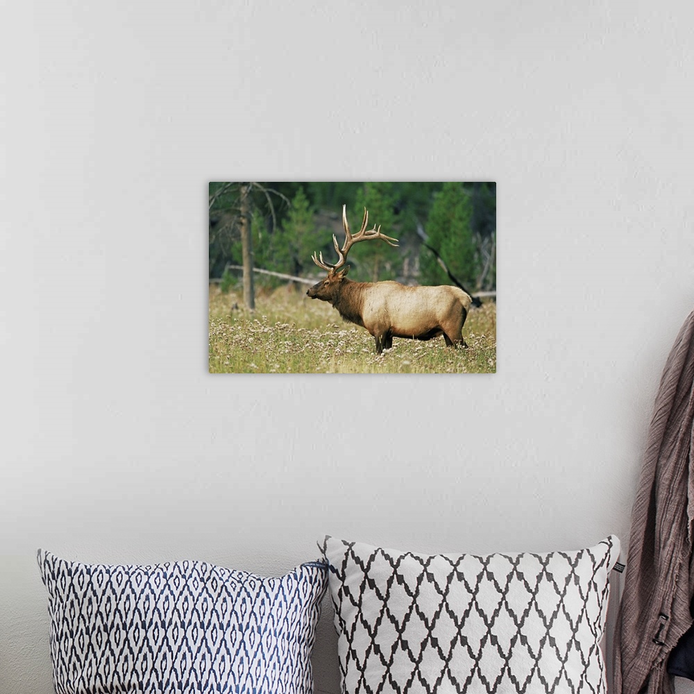 A bohemian room featuring Male elk, Yellowstone National Park, Wyoming